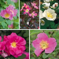 Rosen|Ziergehölze * Manufactum Rosenhecke Heimische Wildrosen