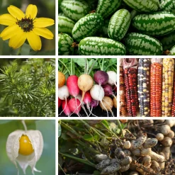 Gemüsesamen|Gärtnern * Manufactum Saatgut Gemüse und Blumen für Kinder