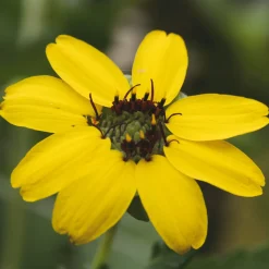 Gemüsesamen|Gärtnern * Manufactum Saatgut Gemüse und Blumen für Kinder