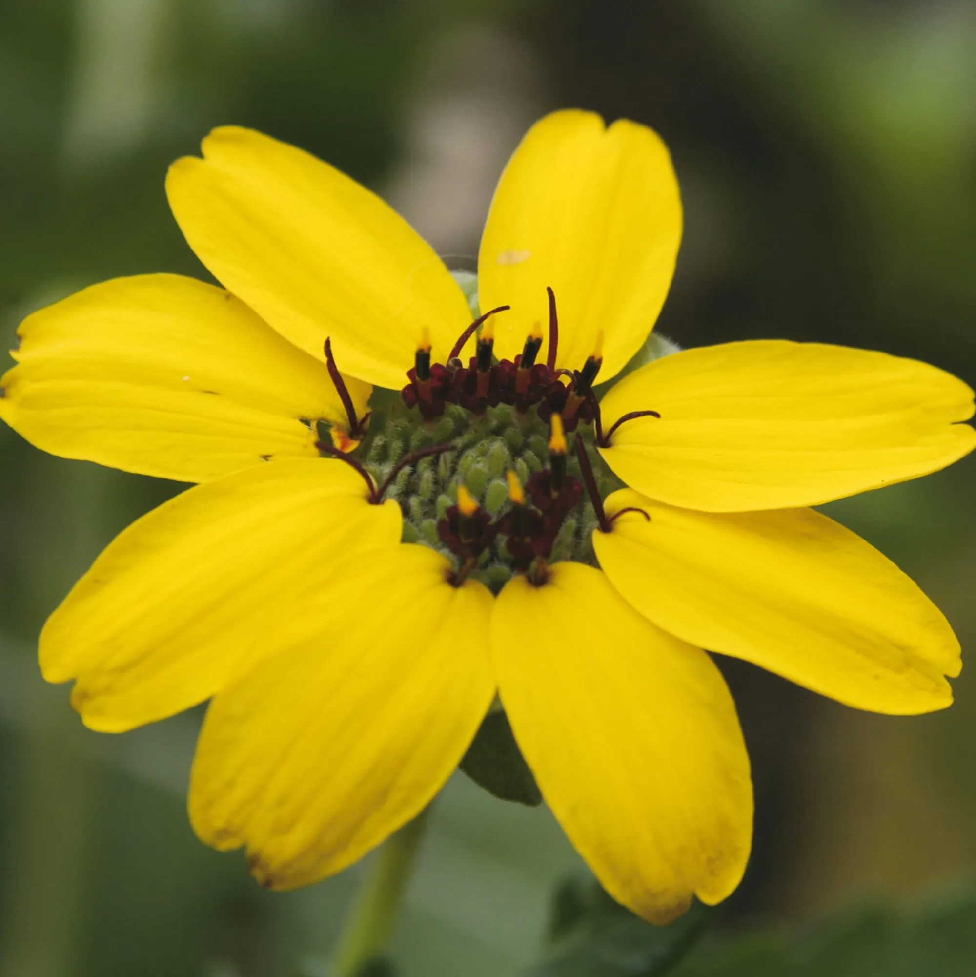 Gemüsesamen|Gärtnern * Manufactum Saatgut Gemüse und Blumen für Kinder
