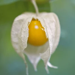 Gemüsesamen|Gärtnern * Manufactum Saatgut Gemüse und Blumen für Kinder