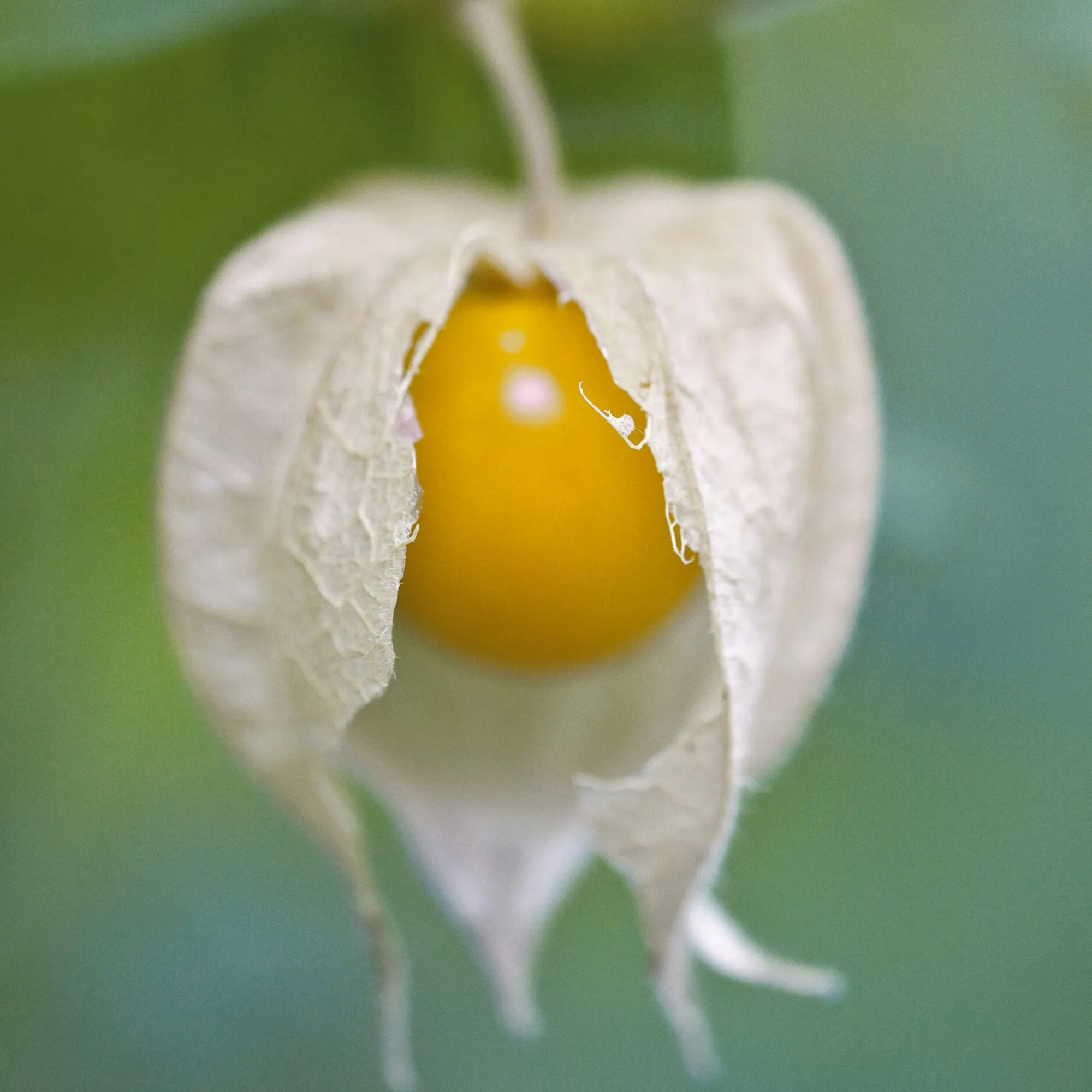 Gemüsesamen|Gärtnern * Manufactum Saatgut Gemüse und Blumen für Kinder