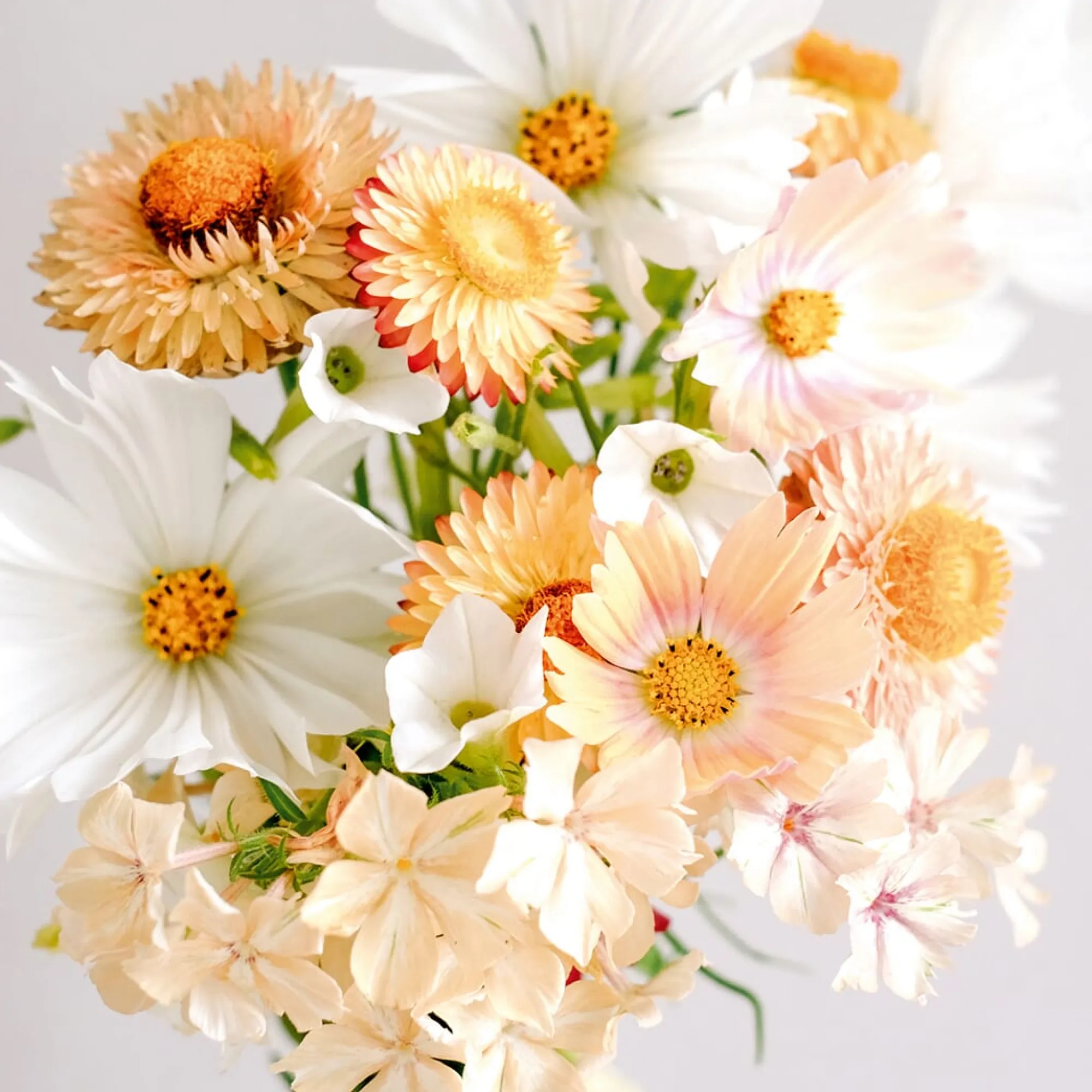 Blumensamen * Jora Dahl Saatgutkollektion für Blumensträuße
