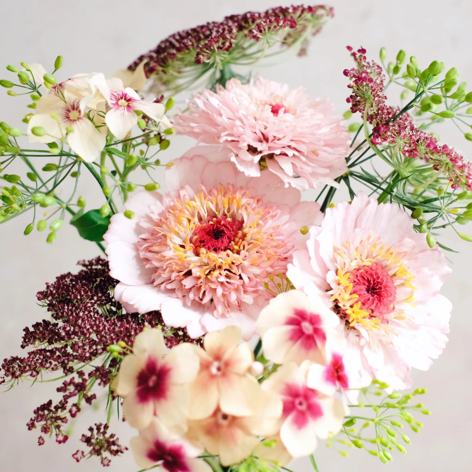 Blumensamen * Jora Dahl Saatgutkollektion für Blumensträuße