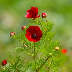 Blumensamen * Saat & Gut Saatgutset im Holzkästchen