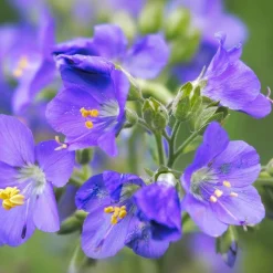 Blumensamen * Saat & Gut Saatgutset im Holzkästchen
