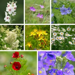 Blumensamen * Saat & Gut Saatgutset im Holzkästchen