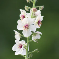 Blumensamen * Saat & Gut Saatgutset im Holzkästchen