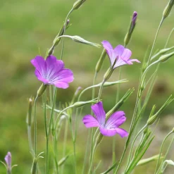 Blumensamen * Saat & Gut Saatgutset im Holzkästchen