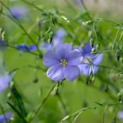 Blumensamen * Saat & Gut Saatgutset im Holzkästchen