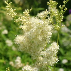 Blumensamen * Saat & Gut Saatgutset im Holzkästchen