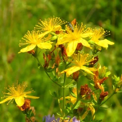 Blumensamen * Saat & Gut Saatgutset im Holzkästchen