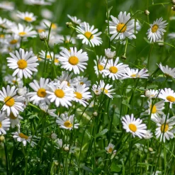 Blumensamen * Saat & Gut Saatgutset im Holzkästchen