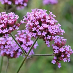 Blumensamen * Saat & Gut Saatgutset im Holzkästchen