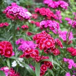 Blumensamen * Saat & Gut Saatgutset im Holzkästchen