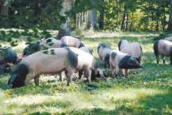 Fleischkonserven * Manufactum Salzfleisch vom Schwäbisch-Hällischen Eichelweideschwein