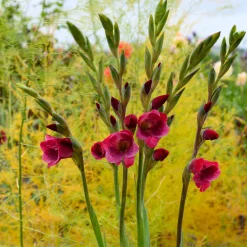 Zwiebelblumen & Knollenpflanzen * Nijssen Tuin & Bulbs Schmetterlingsgladiole