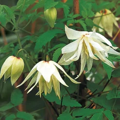 Ziergehölze * Martin Müller Baumschulen Sibirische Alpenwaldrebe 'Albina Plena'
