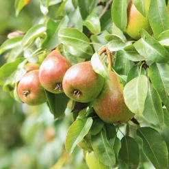 Obstgehölze * Martin Müller Baumschulen Sommerbirne 'Petersbirne'