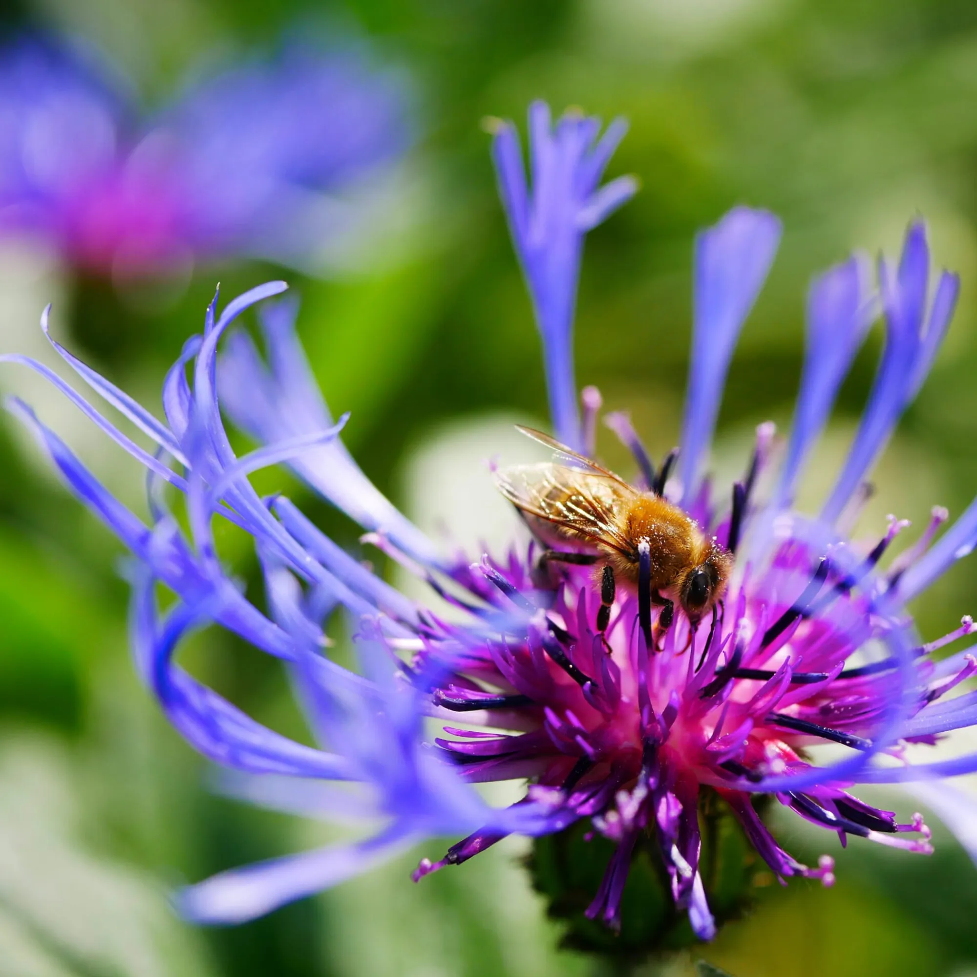 Stauden * Staudengärtnerei Gaissmayer Stauden für (Wild-)Bienen und Schmetterlinge