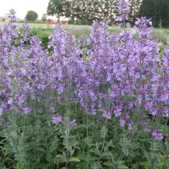 Stauden * Staudengärtnerei Gaissmayer Stauden für (Wild-)Bienen und Schmetterlinge