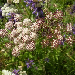 Stauden * Staudengärtnerei Gaissmayer Stauden für (Wild-)Bienen und Schmetterlinge