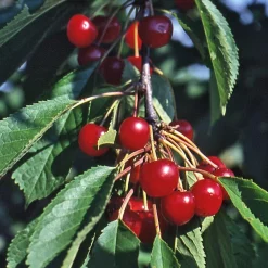 Obstgehölze * Manufactum Strauchkirsche 'Rotes Wunder'
