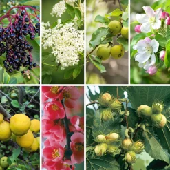 Obstgehölze * Manufactum Strauchpaket Wildfruchthecke 2