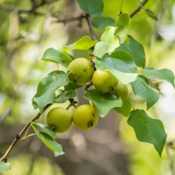 Obstgehölze * Manufactum Strauchpaket Wildfruchthecke 2