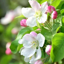Obstgehölze * Manufactum Strauchpaket Wildfruchthecke 2
