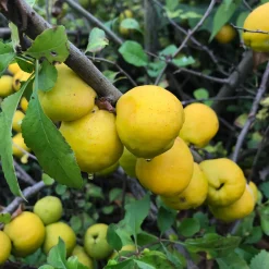 Obstgehölze * Manufactum Strauchpaket Wildfruchthecke 2