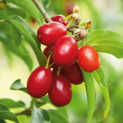 Stauden|Ziergehölze * Manufactum Strauchpaket Wildfruchthecke 1
