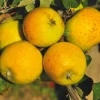 Obstgehölze * Martin Müller Baumschulen Säulenapfel 'Ananasrenette'