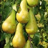 Obstgehölze * Martin Müller Baumschulen Säulenbirne 'Saphira'