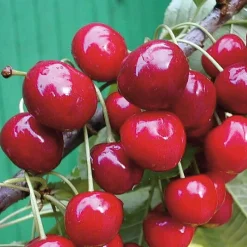 Obstgehölze * Martin Müller Baumschulen Säulenkirsche 'Victoria'