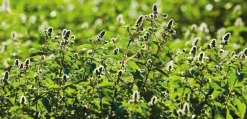 Pralinen * Market Grounds Summerdown Englische Minzcremepralinen