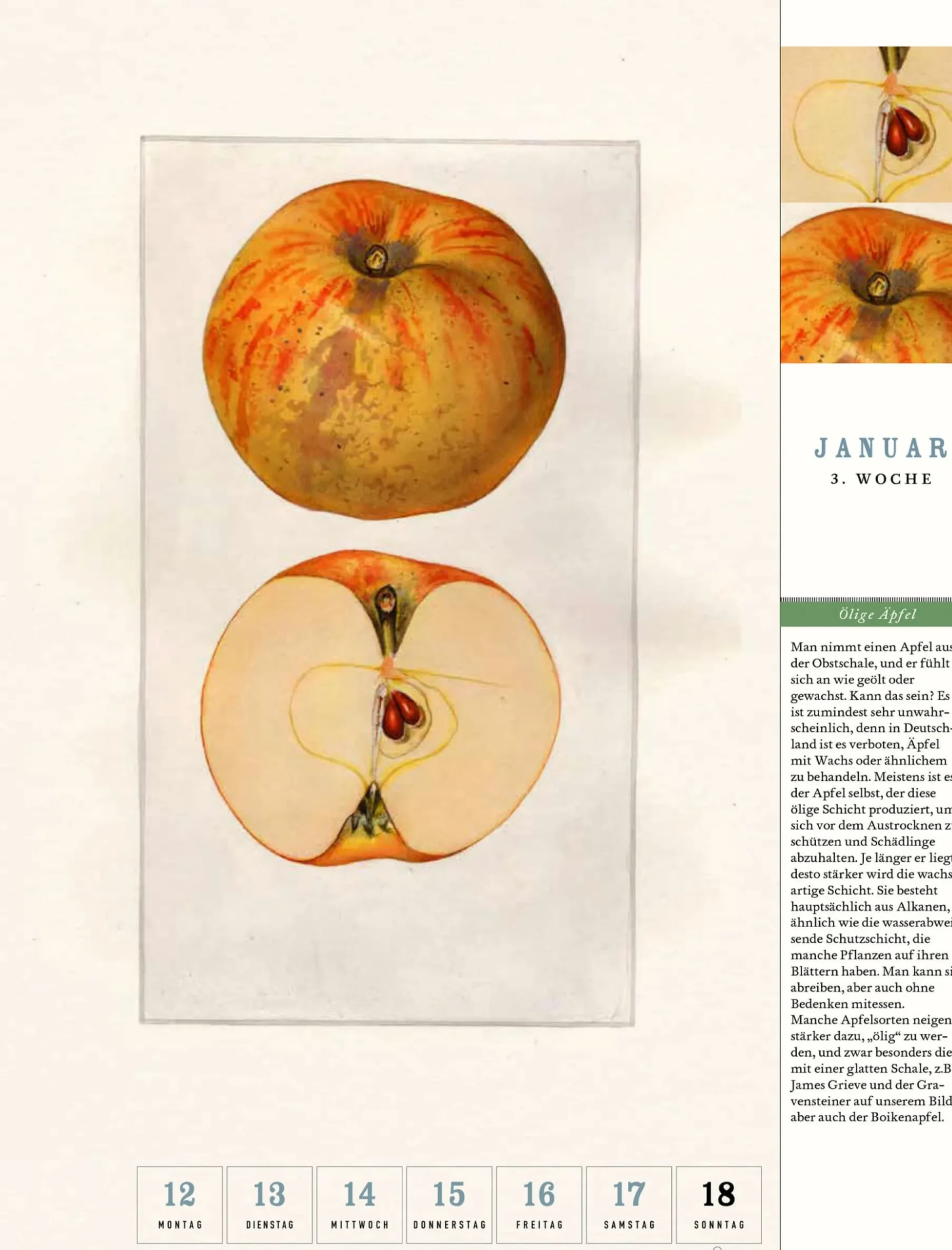 Wandkalender|Zeitplaner & Kalender * Jan Thorbecke Verlag Thorbecke Apfel-Kalender 2026