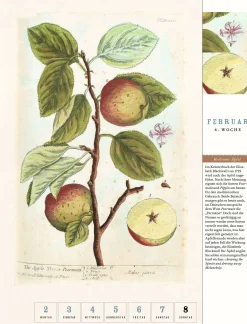 Wandkalender|Zeitplaner & Kalender * Jan Thorbecke Verlag Thorbecke Apfel-Kalender 2026