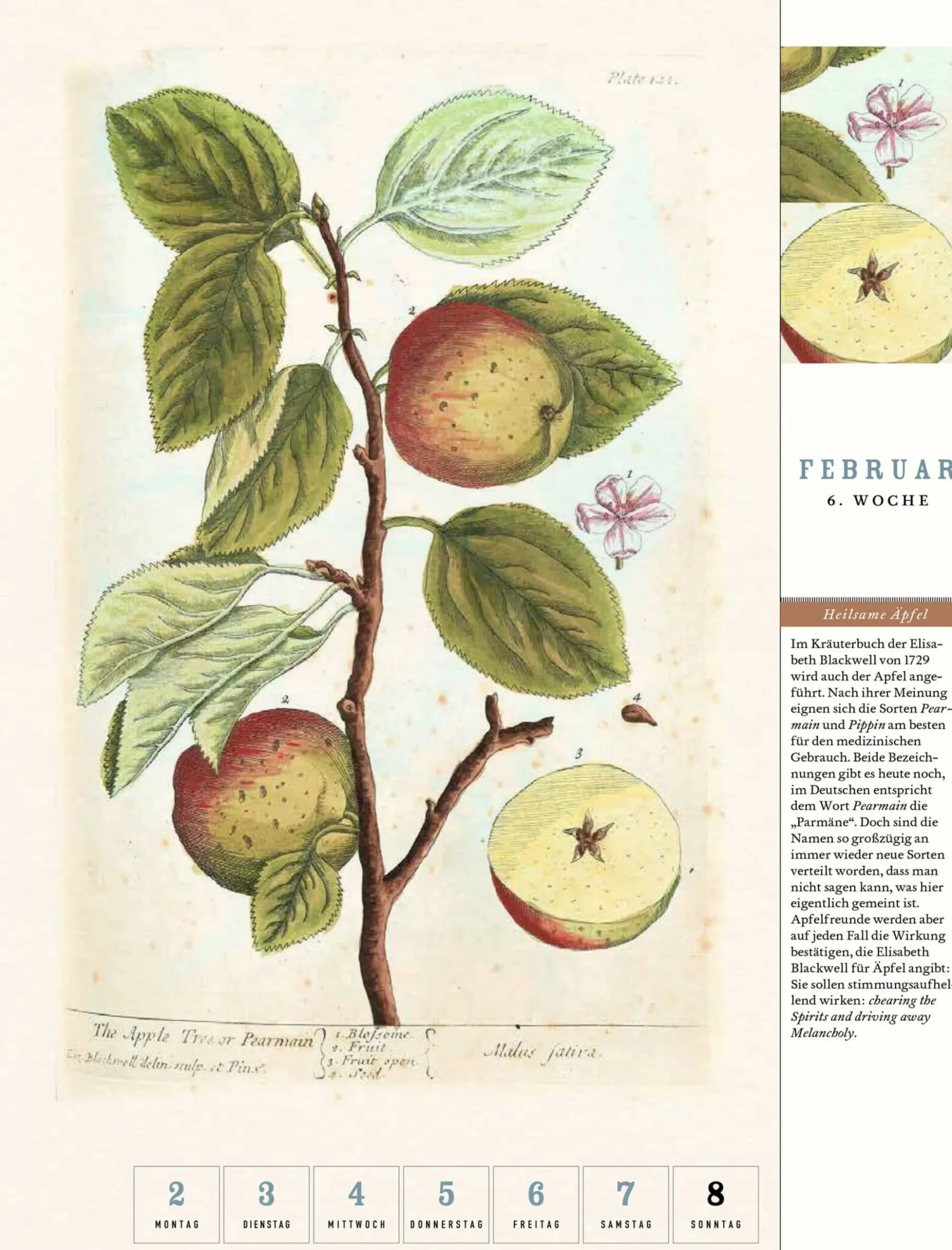 Wandkalender|Zeitplaner & Kalender * Jan Thorbecke Verlag Thorbecke Apfel-Kalender 2026