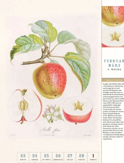 Wandkalender|Zeitplaner & Kalender * Jan Thorbecke Verlag Thorbecke Apfel-Kalender 2026
