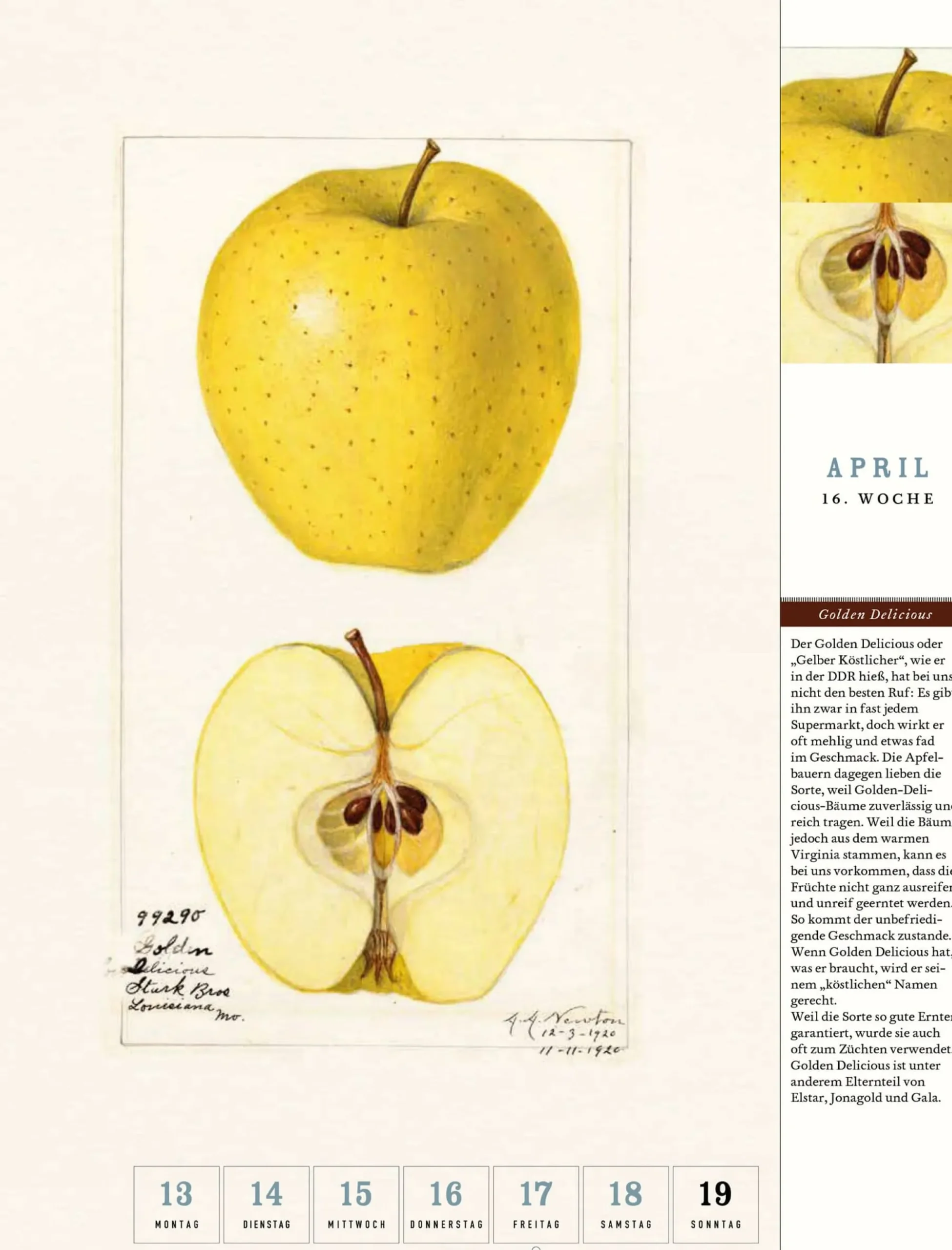 Wandkalender|Zeitplaner & Kalender * Jan Thorbecke Verlag Thorbecke Apfel-Kalender 2026
