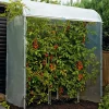 Gewächshäuser * Brühwiler Maschinen Tomatenhaus Stahlrahmen
