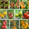 Gemüsesamen|Gemüsepflanzen * Bio-Jungpflanzen Wunderlich Tomatenjungpflanzen