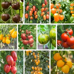 Gemüsesamen|Gemüsepflanzen * Bio-Jungpflanzen Wunderlich Tomatenjungpflanzen