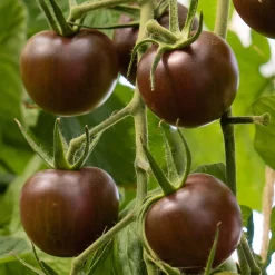 Gemüsesamen|Gemüsepflanzen * Bio-Jungpflanzen Wunderlich Tomatenjungpflanzen