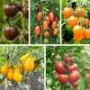 Gemüsesamen|Gemüsepflanzen * Bio-Jungpflanzen Wunderlich Tomatenjungpflanzen