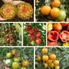 Gemüsesamen|Gemüsepflanzen * Culinaris – Saatgut für Lebensmittel Tomatensaatgut Besonders Wohlschmeckende Sorten