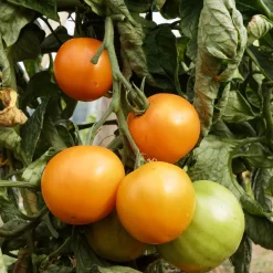 Gemüsesamen|Gemüsepflanzen * Culinaris – Saatgut für Lebensmittel Tomatensaatgut Besonders Wohlschmeckende Sorten