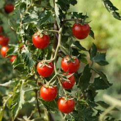 Gemüsesamen|Gemüsepflanzen * Culinaris – Saatgut für Lebensmittel Tomatensaatgut Besonders Wohlschmeckende Sorten