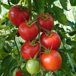 Gemüsesamen|Gemüsepflanzen * Culinaris – Saatgut für Lebensmittel Tomatensaatgut Besonders Wohlschmeckende Sorten